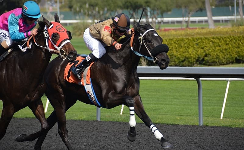 Karolina e Veriut do të nisë bastet ligjore sportive pasi guvernatori të
nënshkruajë projektligjin image